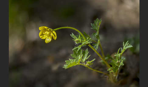 Knolliger Hahnenfuß (Ranunculus bulbosus)