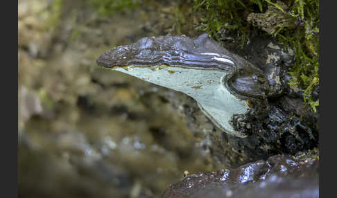 Flacher Lackporling (Ganoderma applanatum)