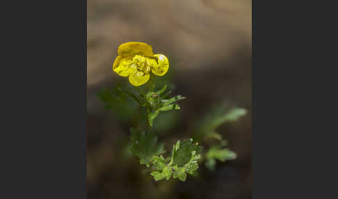 Knolliger Hahnenfuß (Ranunculus bulbosus)