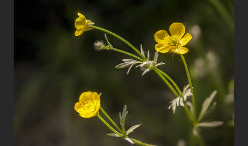 Knolliger Hahnenfuß (Ranunculus bulbosus)