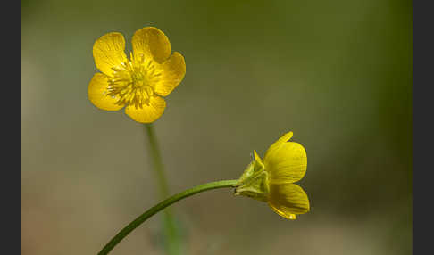 Knolliger Hahnenfuß (Ranunculus bulbosus)