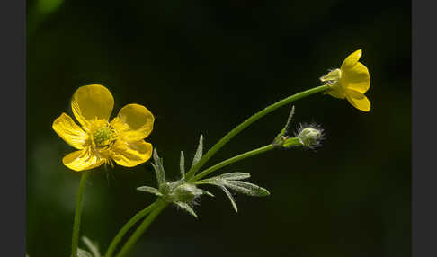 Knolliger Hahnenfuß (Ranunculus bulbosus)