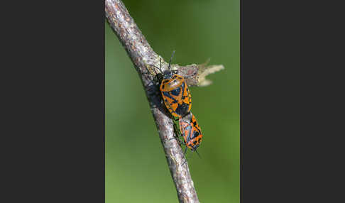 Schwarzrückige Gemüsewanze (Eurydema ornata)