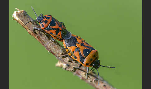 Schwarzrückige Gemüsewanze (Eurydema ornata)