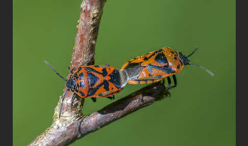 Schwarzrückige Gemüsewanze (Eurydema ornata)