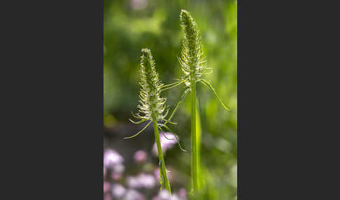 Ährige Teufelskralle (Phyteuma spicatum)