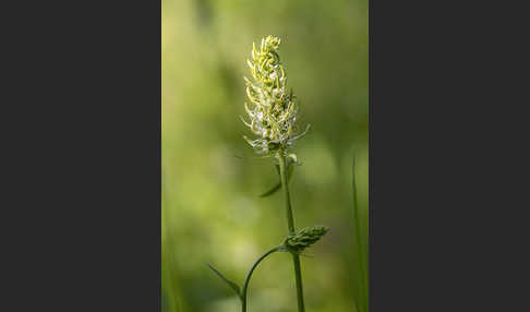 Ährige Teufelskralle (Phyteuma spicatum)