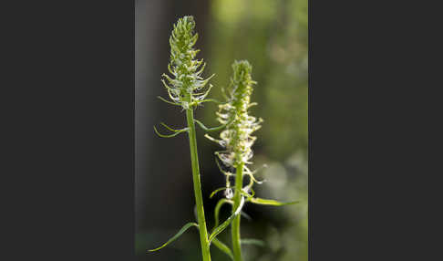 Ährige Teufelskralle (Phyteuma spicatum)