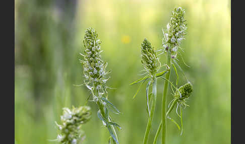 Ährige Teufelskralle (Phyteuma spicatum)