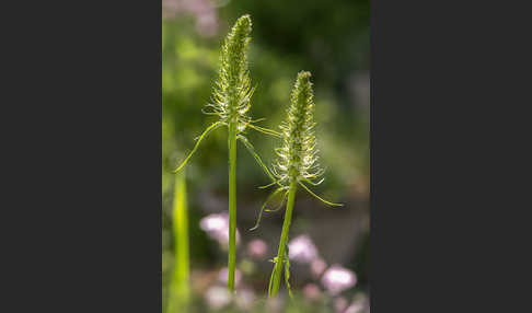 Ährige Teufelskralle (Phyteuma spicatum)