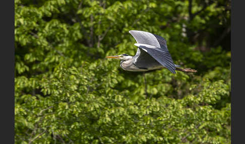 Graureiher (Ardea cinerea)