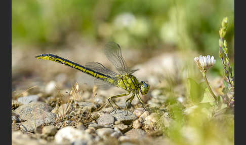 Westliche Keiljungfer (Gomphus pulchellus)