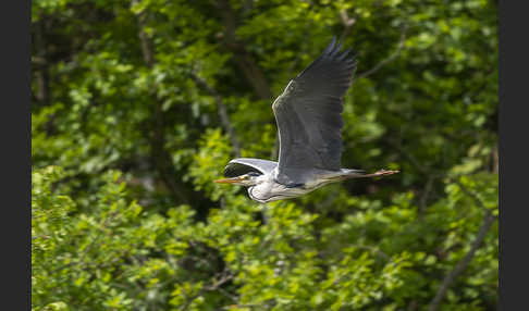 Graureiher (Ardea cinerea)