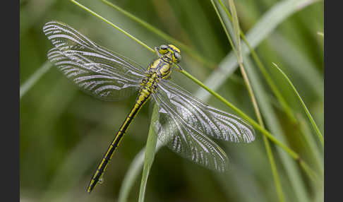 Westliche Keiljungfer (Gomphus pulchellus)