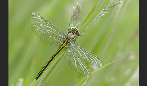 Westliche Keiljungfer (Gomphus pulchellus)