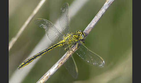 Westliche Keiljungfer (Gomphus pulchellus)