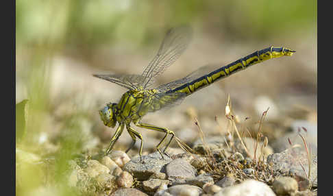 Westliche Keiljungfer (Gomphus pulchellus)