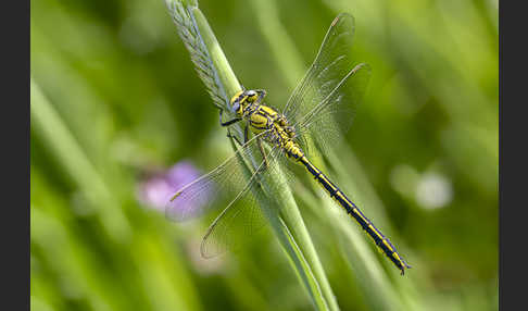 Westliche Keiljungfer (Gomphus pulchellus)