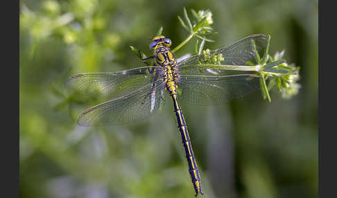 Westliche Keiljungfer (Gomphus pulchellus)