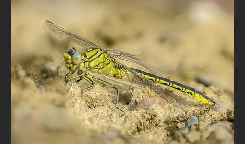 Westliche Keiljungfer (Gomphus pulchellus)