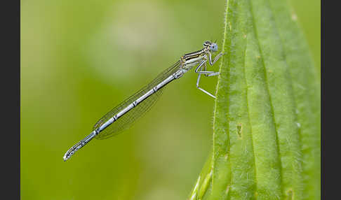 Federlibelle (Platycnemis pennipes)