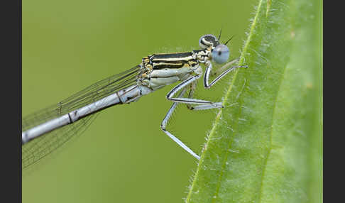 Federlibelle (Platycnemis pennipes)