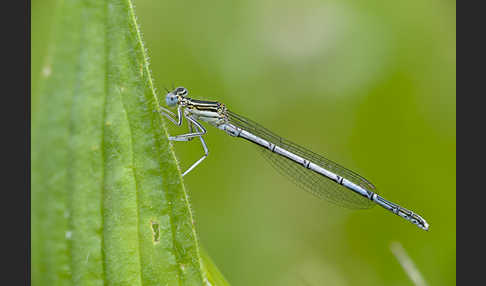 Federlibelle (Platycnemis pennipes)