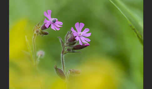 Rote Lichtnelke (Silene dioica)