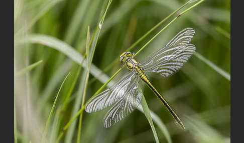 Westliche Keiljungfer (Gomphus pulchellus)