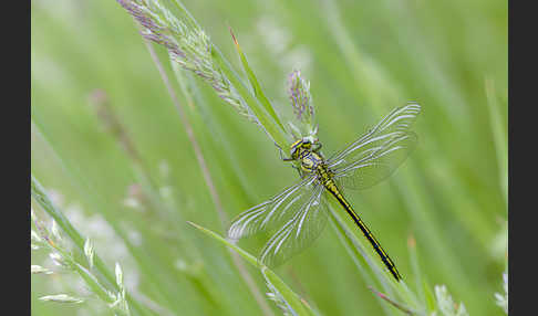 Westliche Keiljungfer (Gomphus pulchellus)