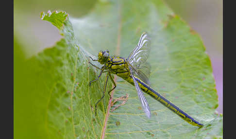 Westliche Keiljungfer (Gomphus pulchellus)