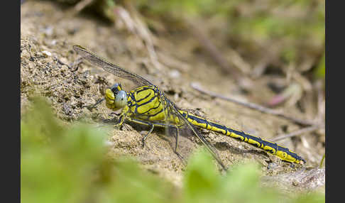 Westliche Keiljungfer (Gomphus pulchellus)