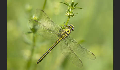 Westliche Keiljungfer (Gomphus pulchellus)