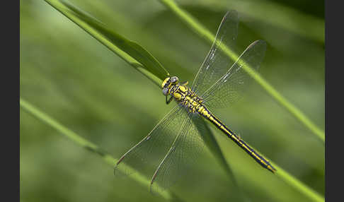 Westliche Keiljungfer (Gomphus pulchellus)