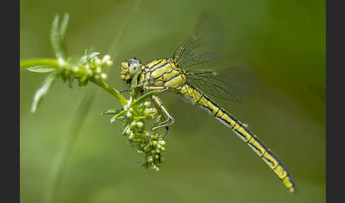 Westliche Keiljungfer (Gomphus pulchellus)