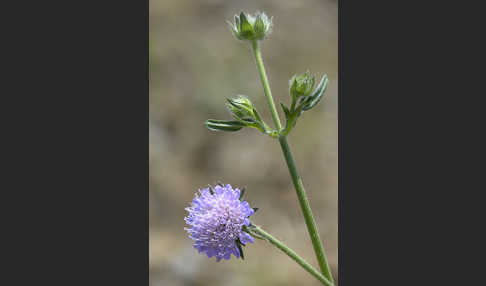 Acker-Witwenblume (Knautia arvensis)