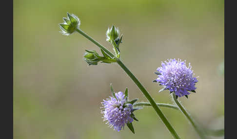 Acker-Witwenblume (Knautia arvensis)
