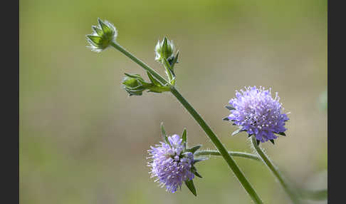 Acker-Witwenblume (Knautia arvensis)