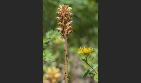 Elsässer Sommerwurz (Orobanche alsatica)