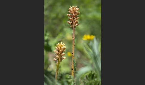 Elsässer Sommerwurz (Orobanche alsatica)