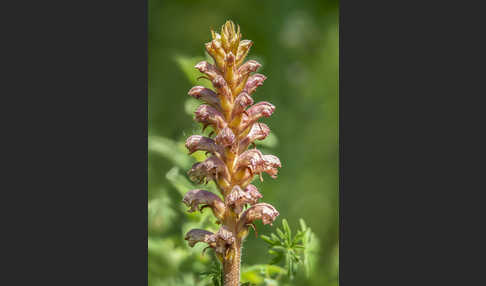 Elsässer Sommerwurz (Orobanche alsatica)