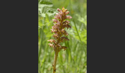 Elsässer Sommerwurz (Orobanche alsatica)