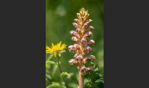 Elsässer Sommerwurz (Orobanche alsatica)