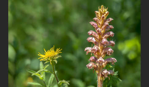 Elsässer Sommerwurz (Orobanche alsatica)