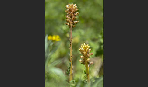 Elsässer Sommerwurz (Orobanche alsatica)