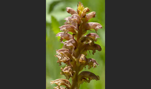 Elsässer Sommerwurz (Orobanche alsatica)