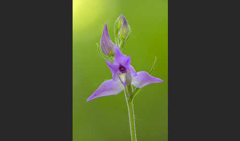 Rotes Waldvöglein (Cephalanthera rubra)