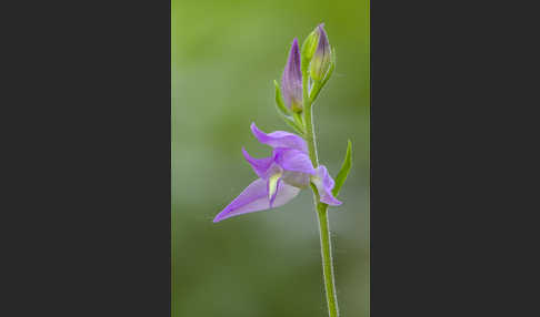 Rotes Waldvöglein (Cephalanthera rubra)