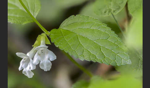 Immenblatt (Melittis melissophyllum)