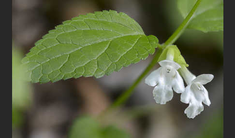 Immenblatt (Melittis melissophyllum)